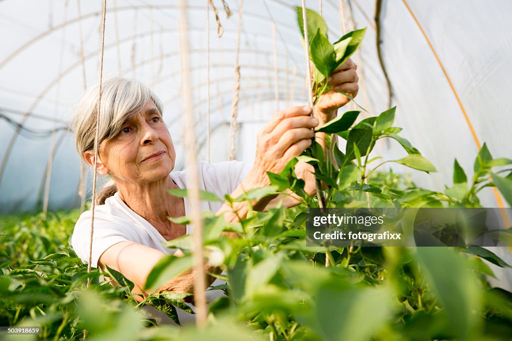 Biologische Landwirtschaft-Frau Pflanzen im Gewächshaus