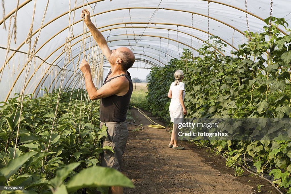 有機栽培の温室で働く 2 つの農家