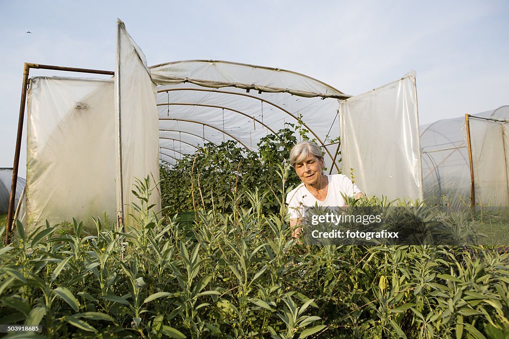 Agricultura biológica-mulher que trabalha na frente de estufa
