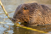 Eurasian beaver eating from a branch