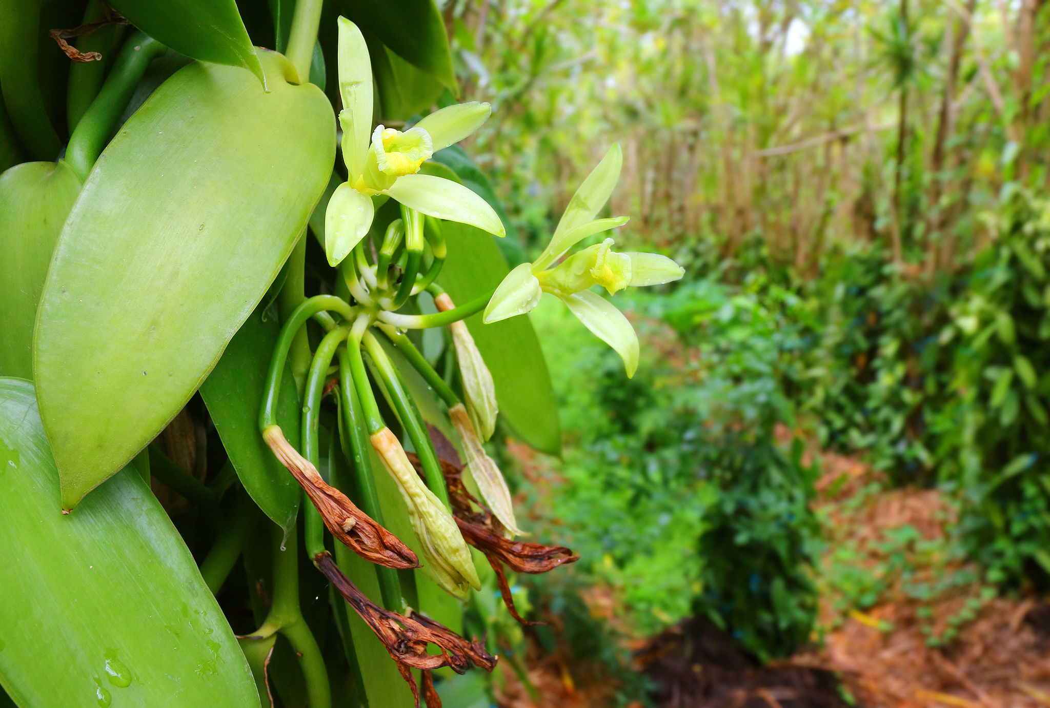 vanilla plantation