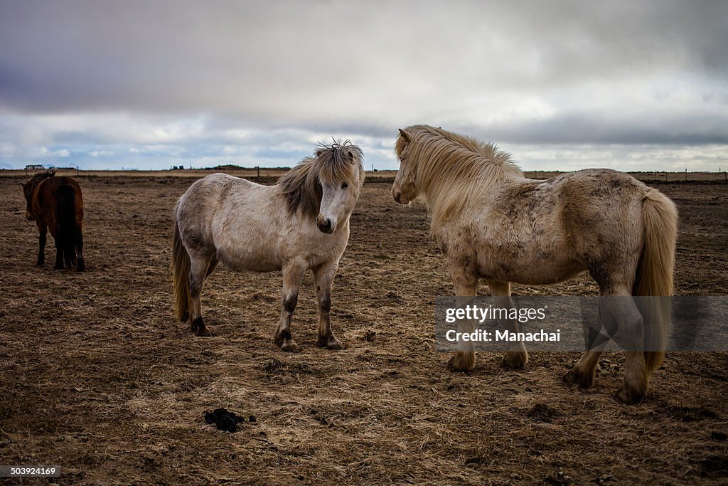 Traditional Icelandic horse