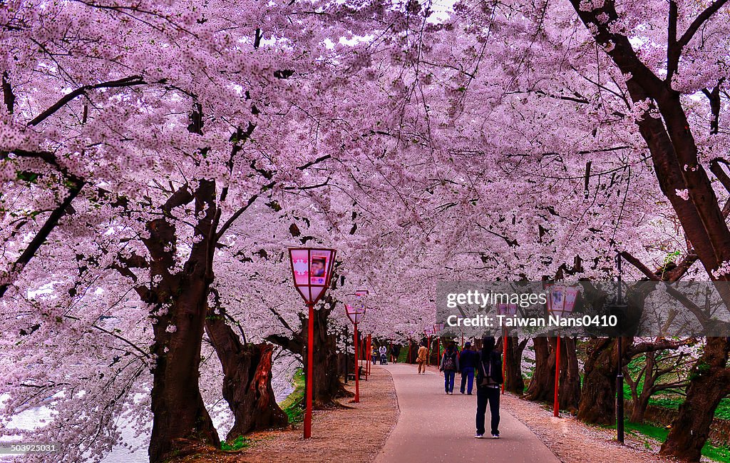 Sakura road