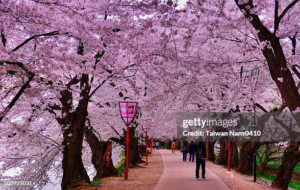 sakura road - hirosaki stock pictures, royalty-free photos & images
