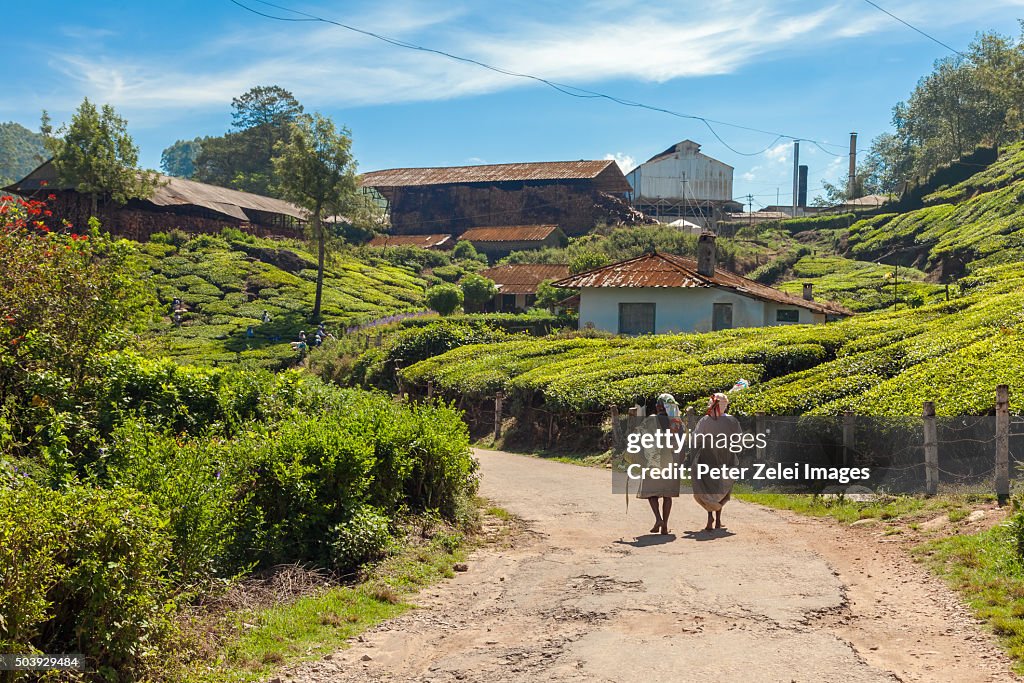 Tea plantation and processing facility in Kerala, India