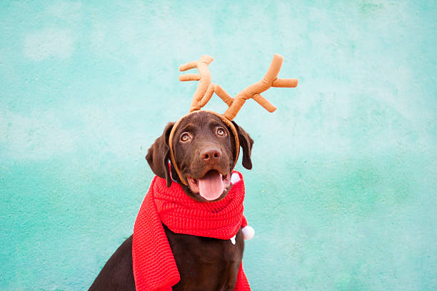chocolate labrador retriever - christmas dog stock pictures, royalty-free photos & images
