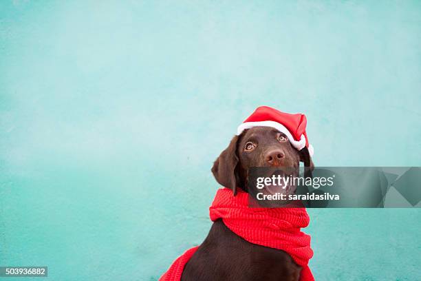 chocolate labrador retriever - christmas dogs stock pictures, royalty-free photos & images