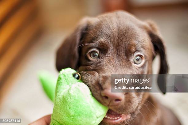 chocolate labrador retriever - jouet pour chien photos et images de collection