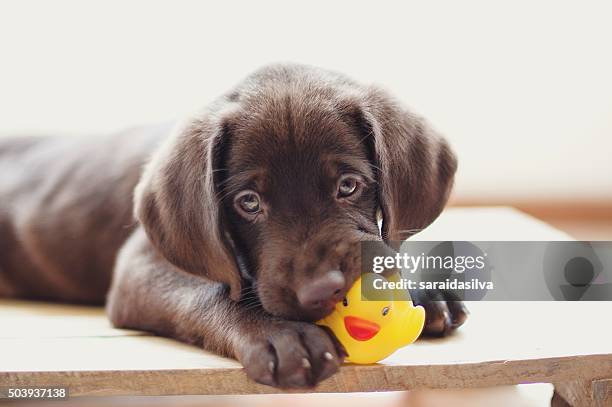 chocolate labrador retriever - dog's toy fotografías e imágenes de stock