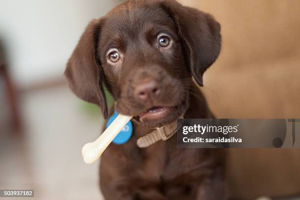 chocolate labrador retriever - chocolate labrador fotografías e imágenes de stock