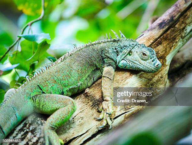 green south american iguana on branch resting - green iguana stockfoto's en -beelden