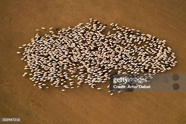 aerial view of a pack of sheeps in the fields creating a nice shape. - herd photos et images de collection