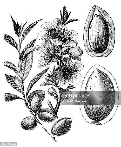 almond tree (prunus dulcis, prunus amygdalus) - almond branch stock illustrations