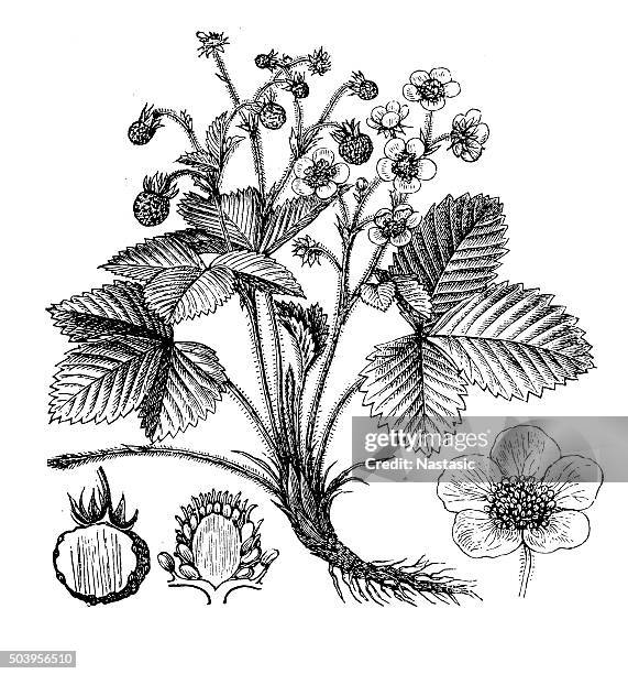 Wild Raspberry Drawing 854 Wild Raspberries Stock Photos, High-Res Pictures, and Images ...
