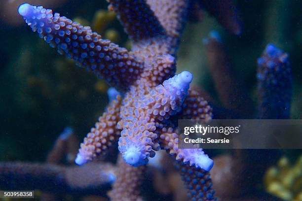 blue staghorn coral, acrophora, closeup - acropora sp stock pictures, royalty-free photos & images