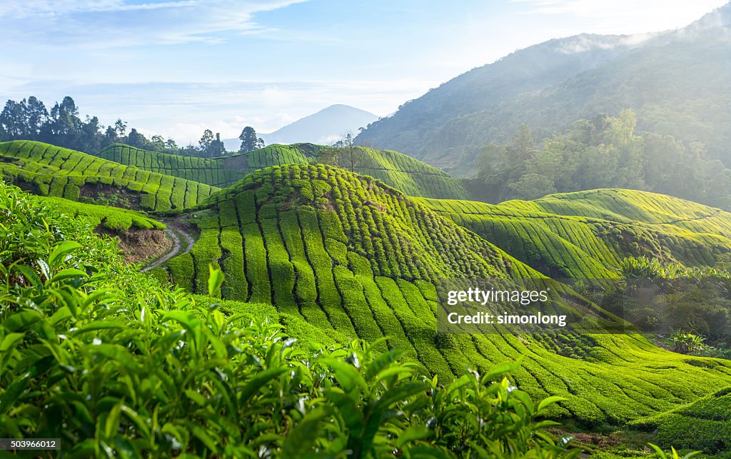 Tea plantation in the Cameron Highland