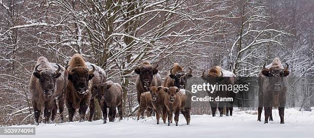 bison family in winter day in the snow - bialowieza forest stock-fotos und bilder