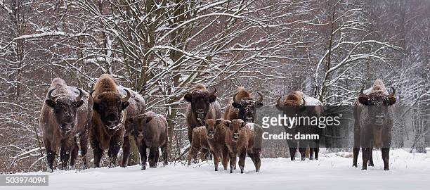 bison family in winter day in the snow - bialowieza stock pictures, royalty-free photos & images