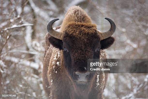 bison winter day in the snow - bialowieza photos et images de collection