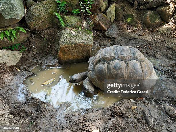 giant tortoise at ile-aux-cerfs, seychelles archipelago, indian ocean - セイシェルリクガメ ストックフォトと画像