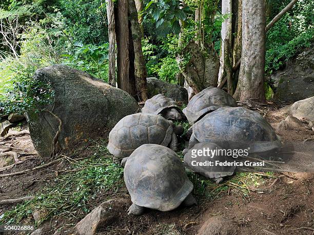 giant tortoises at ile-aux-cerfs, seychelles archipelago, indian ocean - seychellen riesenschildkröte stock-fotos und bilder