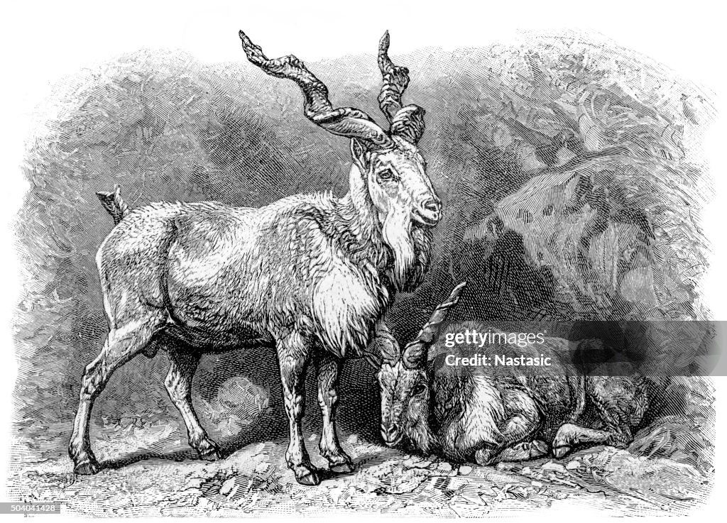Markhor