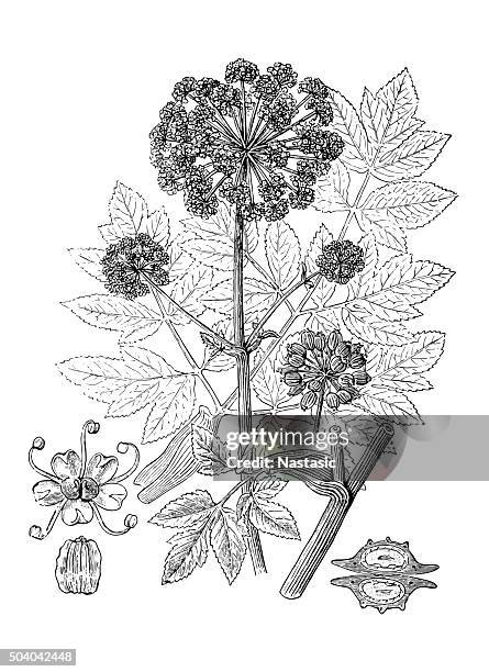 antique illustration of angelica archangelica (garden angelica, holy ghost) - angelica stock illustrations