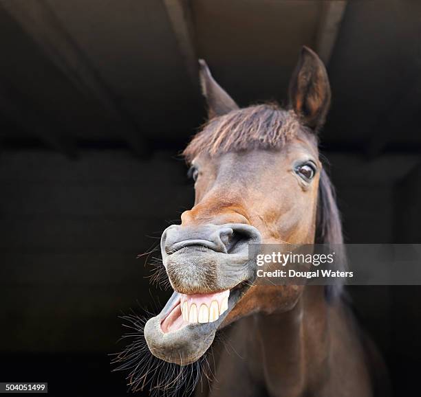 portrait of horse showing teeth in stable. - equestrian animal stockfoto's en -beelden