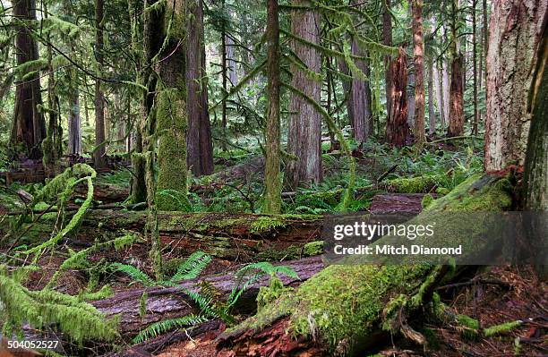 Fallen Tree In Jungle Fallen Tree Jungle Photos and Premium High Res Pictures - Getty Images
