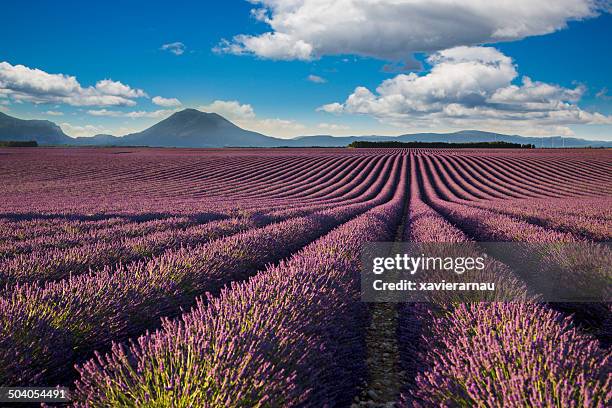 lavander campo - plateau de valensole fotografías e imágenes de stock