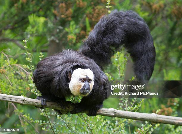 alert white faced saki monkey. - white faced saki monkey stock pictures, royalty-free photos & images