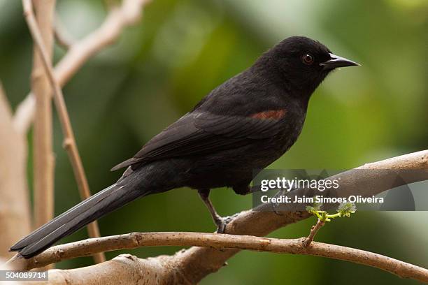 variable oriole (icterus pyrrhopterus pyrrhopterus) in a mulberry bush - encontro stock pictures, royalty-free photos & images