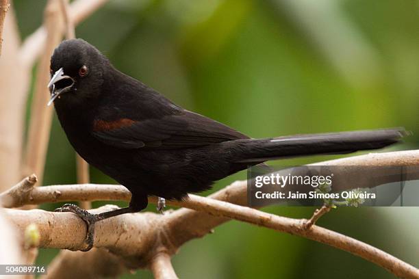 variable oriole (icterus pyrrhopterus pyrrhopterus) in a mulberry bush - encontro stock pictures, royalty-free photos & images