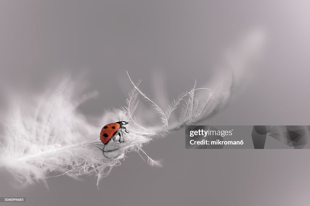 Ladybird on a feather