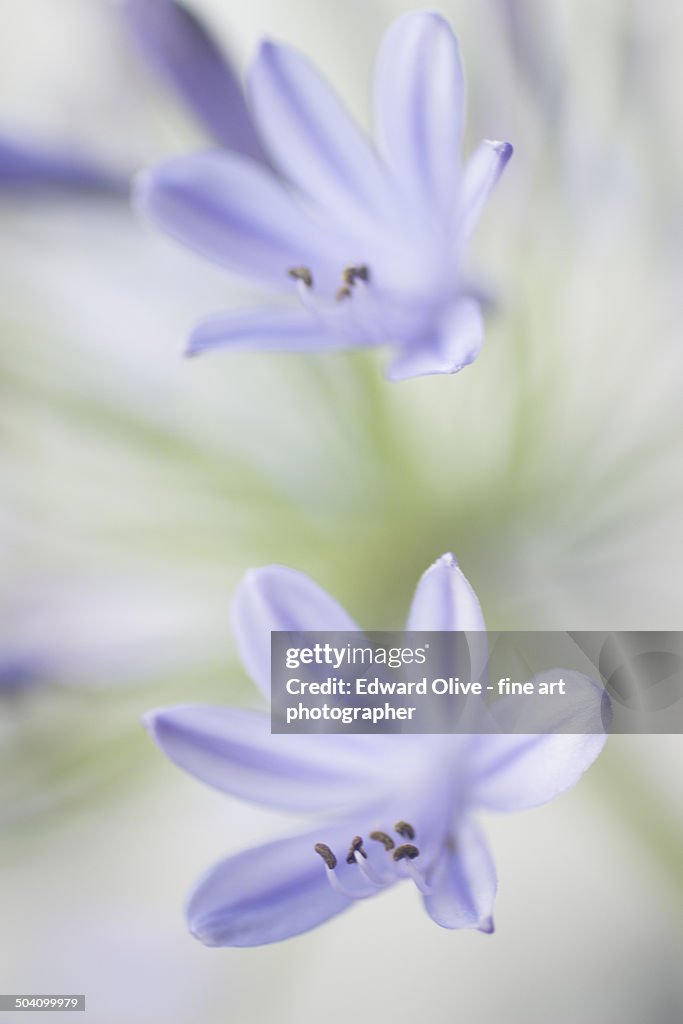 Closeup macro digital photo of blue purple flowers