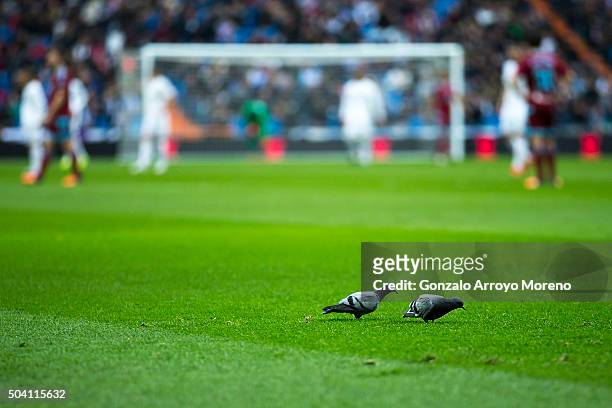 Two pigeons peck on the grass during the La Liga match between Real Madrid CF and Real Sociedad de Futbol at Estadio Santiago Bernabeu on December...