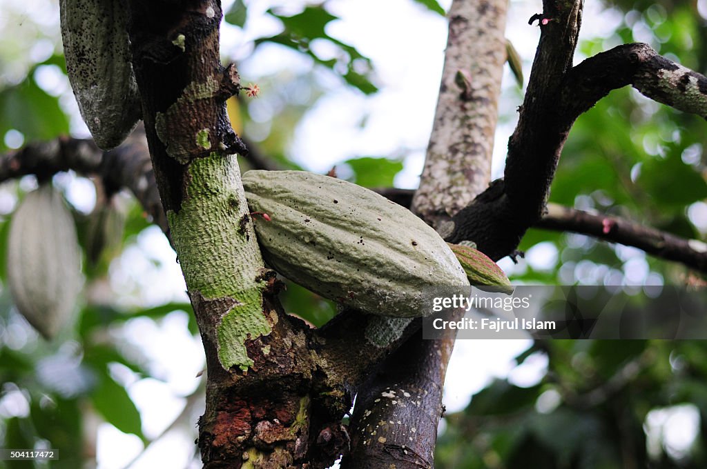 Cocoa pods hanging on a branch