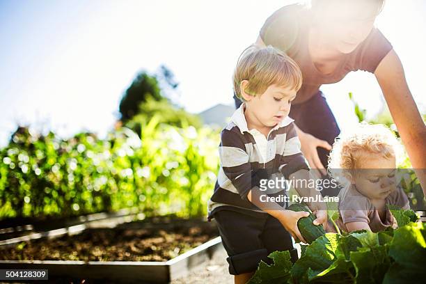 mutter und kinder, pflücken gemüse - children gardening stock-fotos und bilder