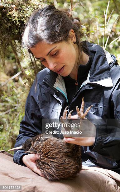 young woman holding a brown kiwi - markierung für tiere stock-fotos und bilder