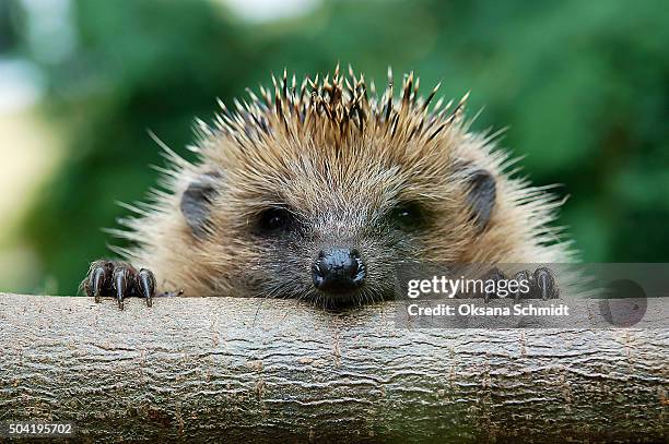 the european hedgehog (erinaceus europaeus) - hérisson photos et images de collection