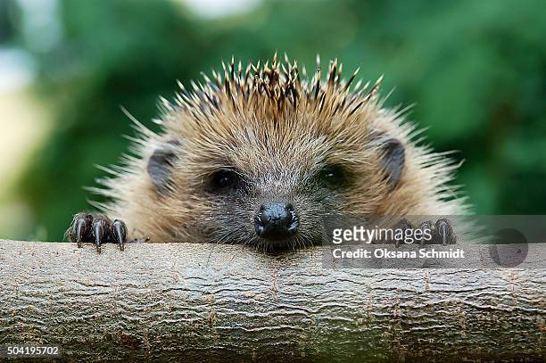 the european hedgehog (erinaceus europaeus) - forest animals stock pictures, royalty-free photos & images