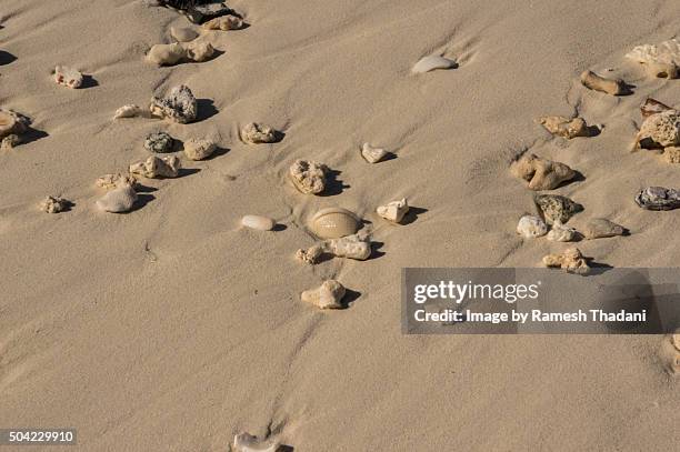 sea shells on the beach - oranjestad stock pictures, royalty-free photos & images
