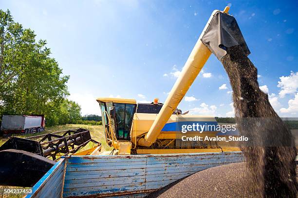 combinare harvester- colza - colza foto e immagini stock