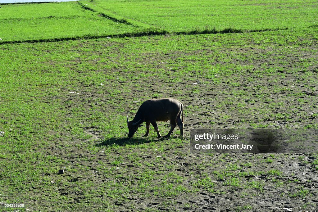 Asian buffalo Myanmar