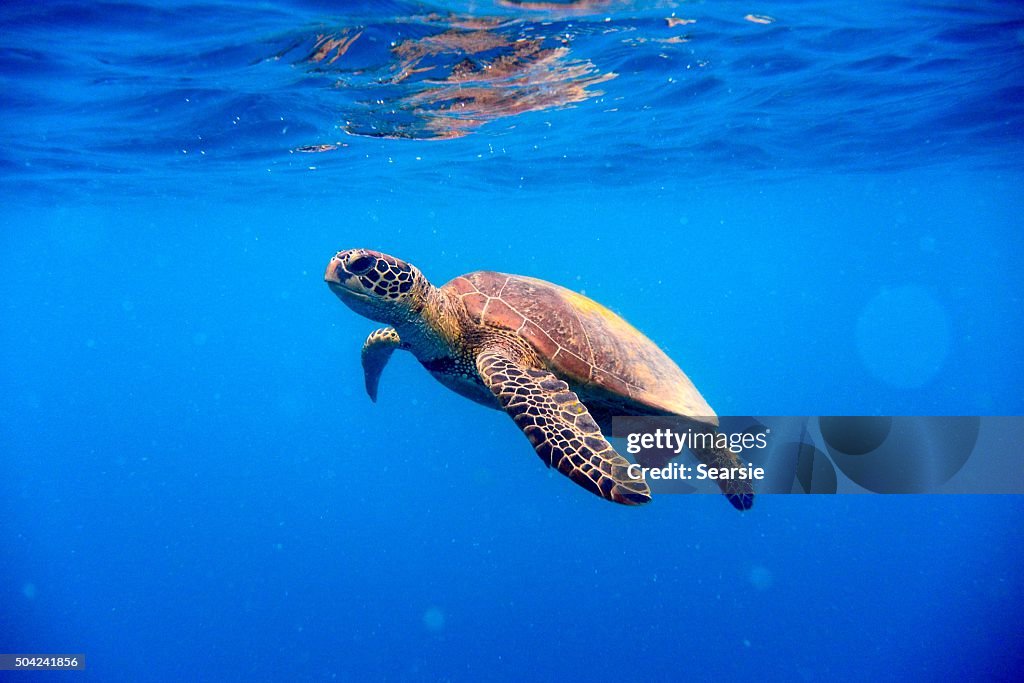 Green turtle approaching water surface