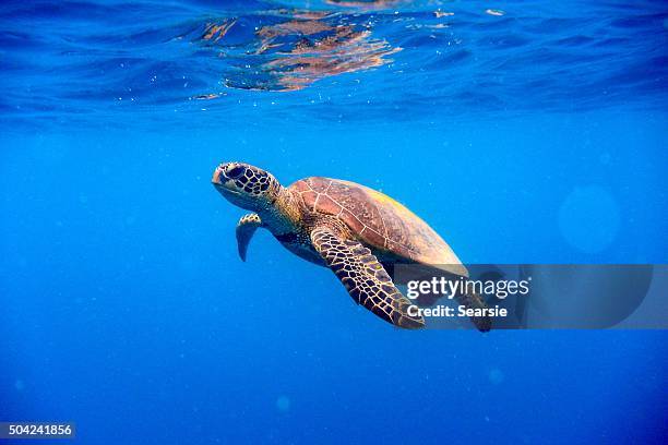 green turtle approaching water surface - 水生生物 個照片及圖片檔