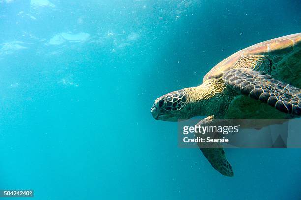 tartaruga verde nadando direita para a esquerda - ilhas whitsunday imagens e fotografias de stock
