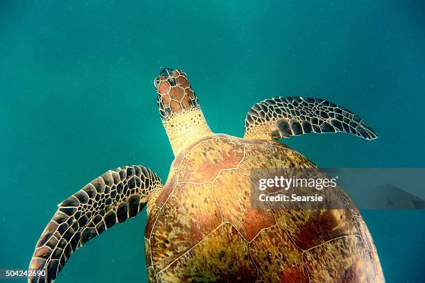 green turtle swimming - turtle shell top view stock pictures, royalty-free photos & images