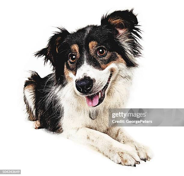 happy dog cutout - collie stock illustrations