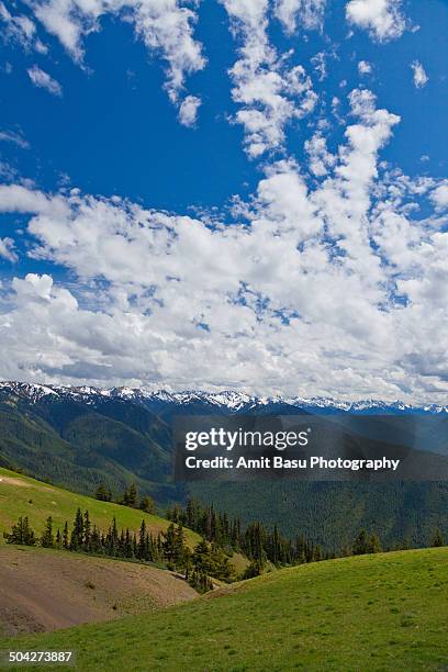 alpine landscape at olympic national park - mount-olympus-olympic-national-park stock pictures, royalty-free photos & images